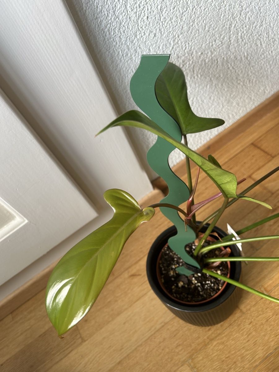 Piante & sementi: Philodendron Flordia Bronze – Usato da Zürich venduto da fabuulois 4