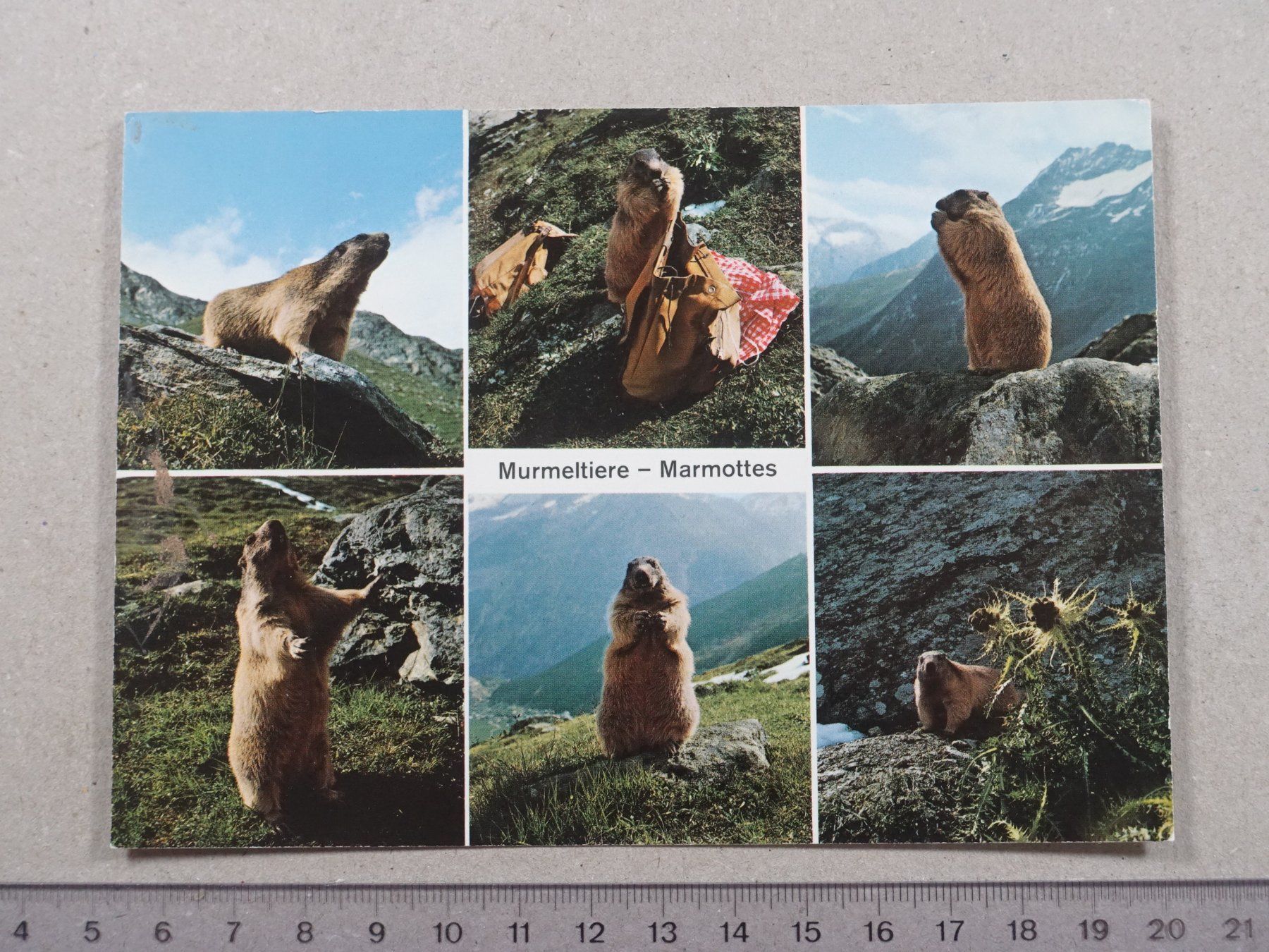 Cartes postales: Murmeltiere – D'occasion à Lenzburg par fh1