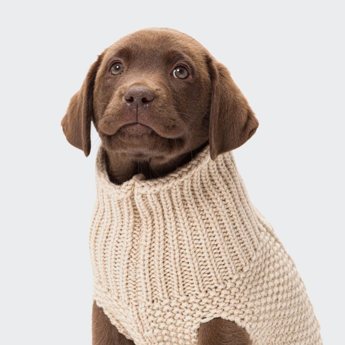 Cloud7 Abbigliamento: Cloud 7 Hundepullover Oslo Grösse 5/6 – Nuovo e nell'imballaggio originale da Rothrist venduto da VB92 2