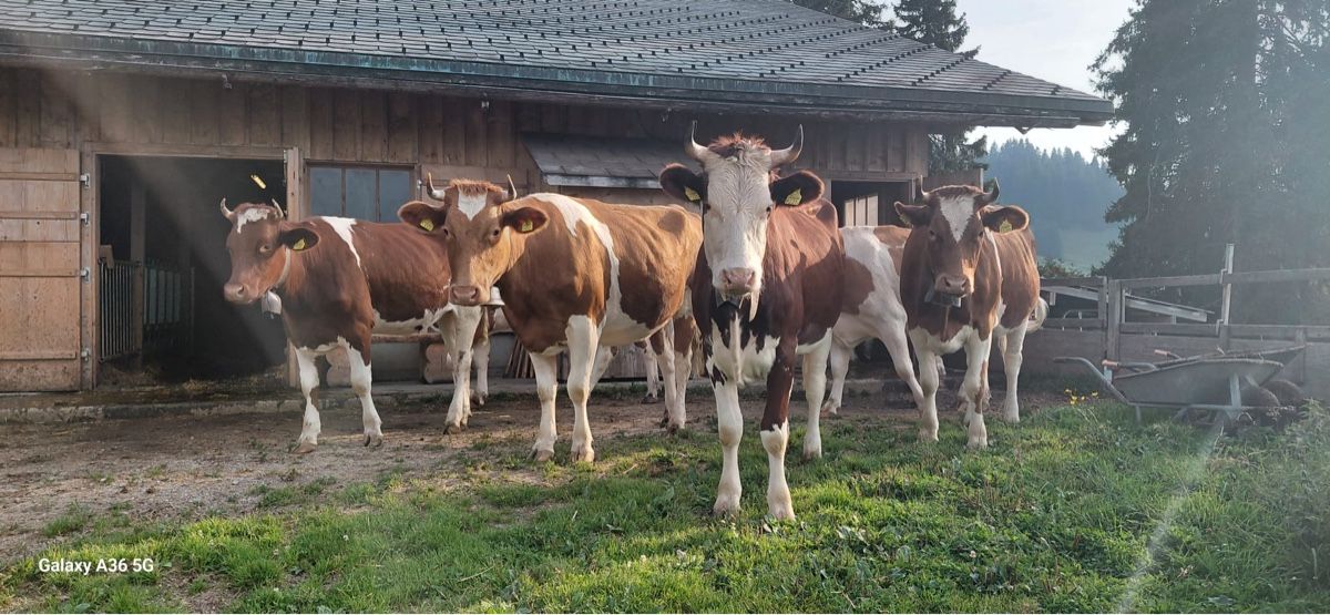 Cibi & Specialità: Alpkäse einjährig , Preis pro Kilogramm – Nuovo e nell'imballaggio originale da Gelterkinden venduto da Aischas 2