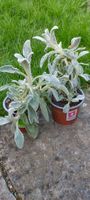 Stachys byzantina - Woll Ziest