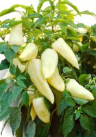 30 Samen Paprika Süss NOVA Grün