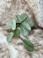 Hoya carnosa ‚Nova Ghost‘ (argentea Princess vergrünt)