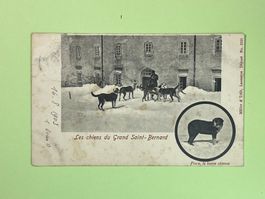 Les chiens du Grand Saint-Bernard