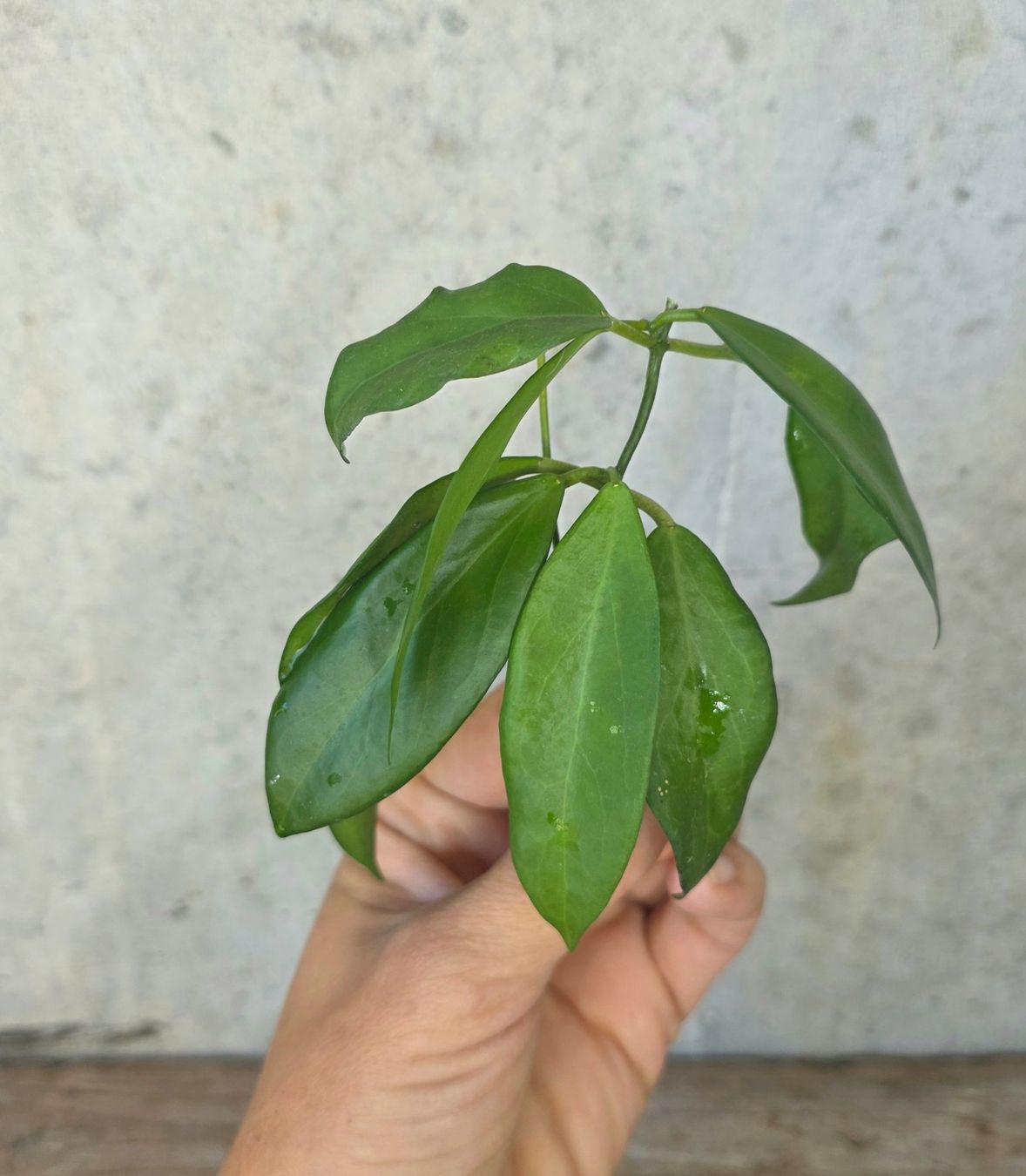 Plantes & graines: Hoya cutis-porcelana Steckling – D'occasion à St.Erhard par Plumilandschweiz 1