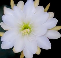 Epiphyllum „Golden Fleece“ Blattkaktus