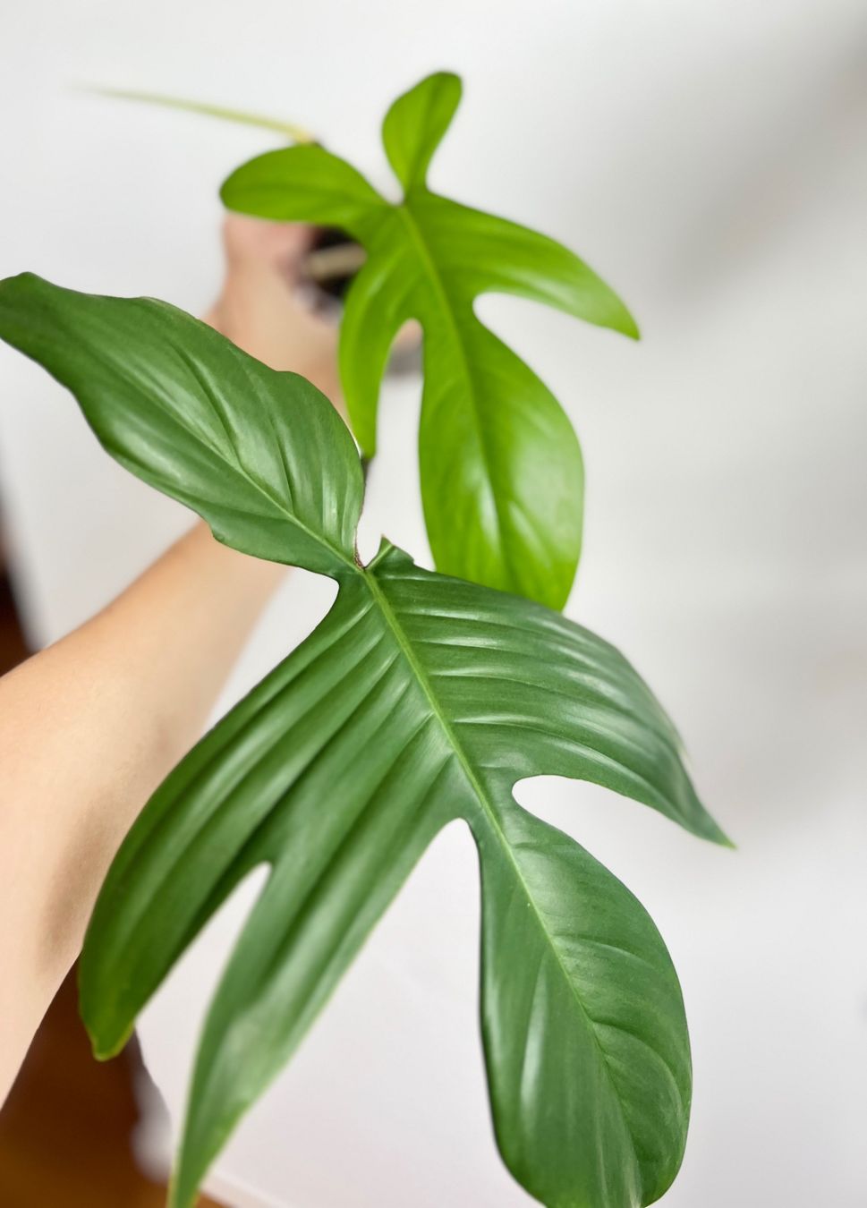 Pflanzen & Samen: Philodendron Florida Ghost🔥 – Gebraucht aus Glattpark(Opfikon) von ste_n99y 4