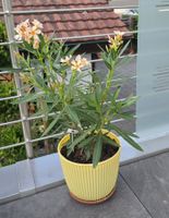 Schöner Oleander mit Topf