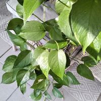 Zimmerpflanze Epipremnum aureum, Top Zustand 