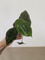Alocasia azlanii