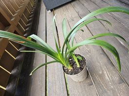 Clivia / Zimmerlilie mit Kindeln – 53 cm hoch – kräftig