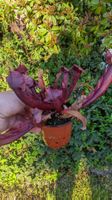 Plante carnivore Sarracenia – belle couleur rouge 🌿