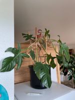 Eindrücklicher Philodendron Squamiferum zu verkaufen