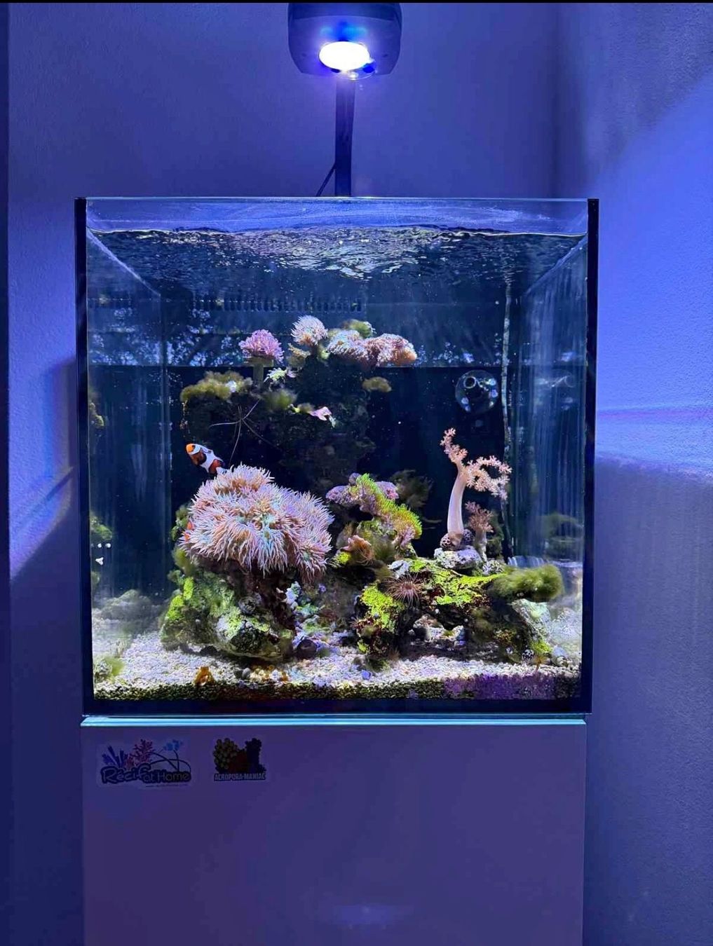 Aquarium: Aquarium marin 75l complet – D'occasion à Bulle par for_cj5n