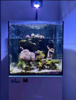 Aquarium marin 75l complet