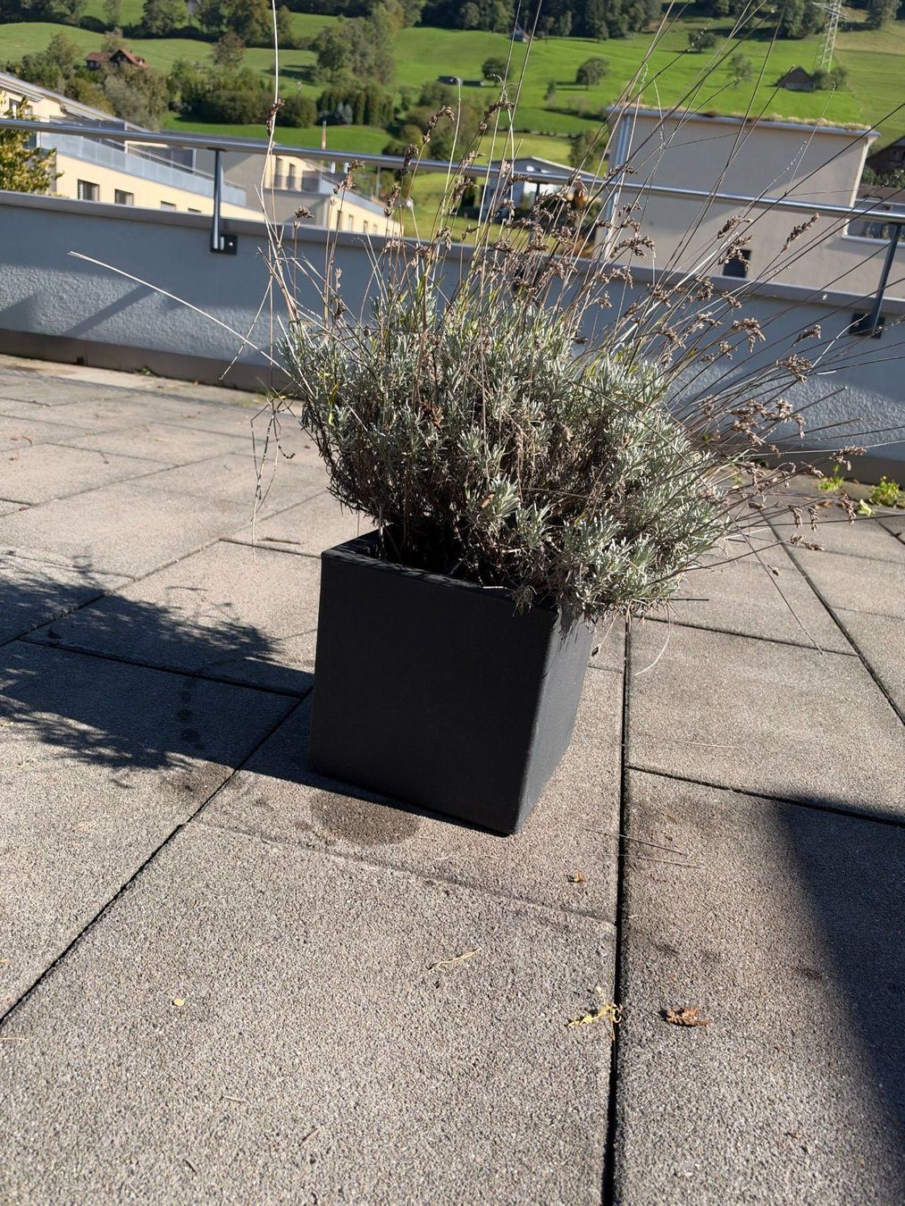 Piante & sementi: Lavendel – Usato da Root venduto da calmchris 1