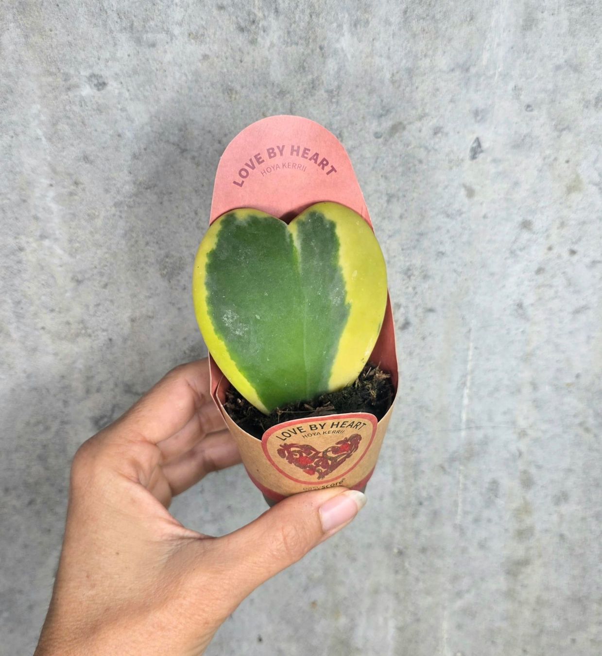 Piante & sementi: Hoya kerrii 'Variegata' – Nuovo e nell'imballaggio originale da St.Erhard venduto da Plumilandschweiz