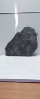 Fossil Harpoceras (Lythensis) 185 Mio Jahre alt (nov808)