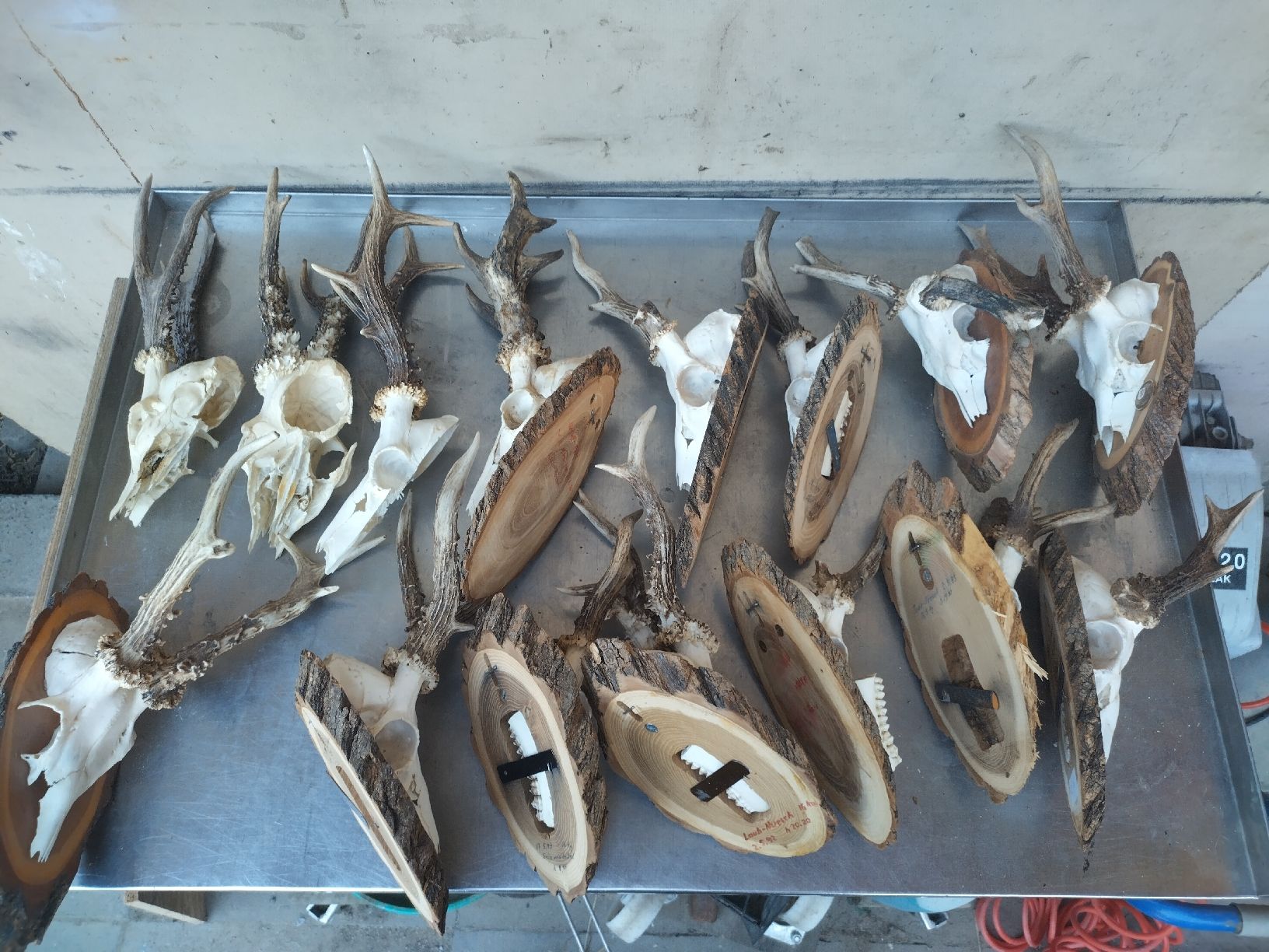 Welt der Tiere: 15 Rehgeweihe / abnorme und spezielle – Gebraucht aus Wettingen von Bwalti 3