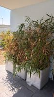 Bambuspflanzen im Topf