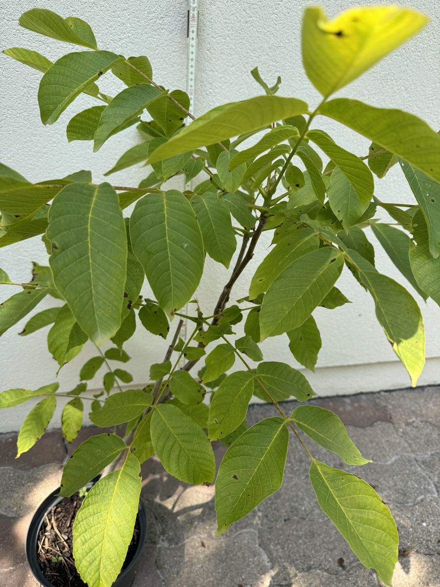 Plantes & graines: Nussbäumchen 4 jaehrig – D'occasion à Basel par sch_9g6x 2