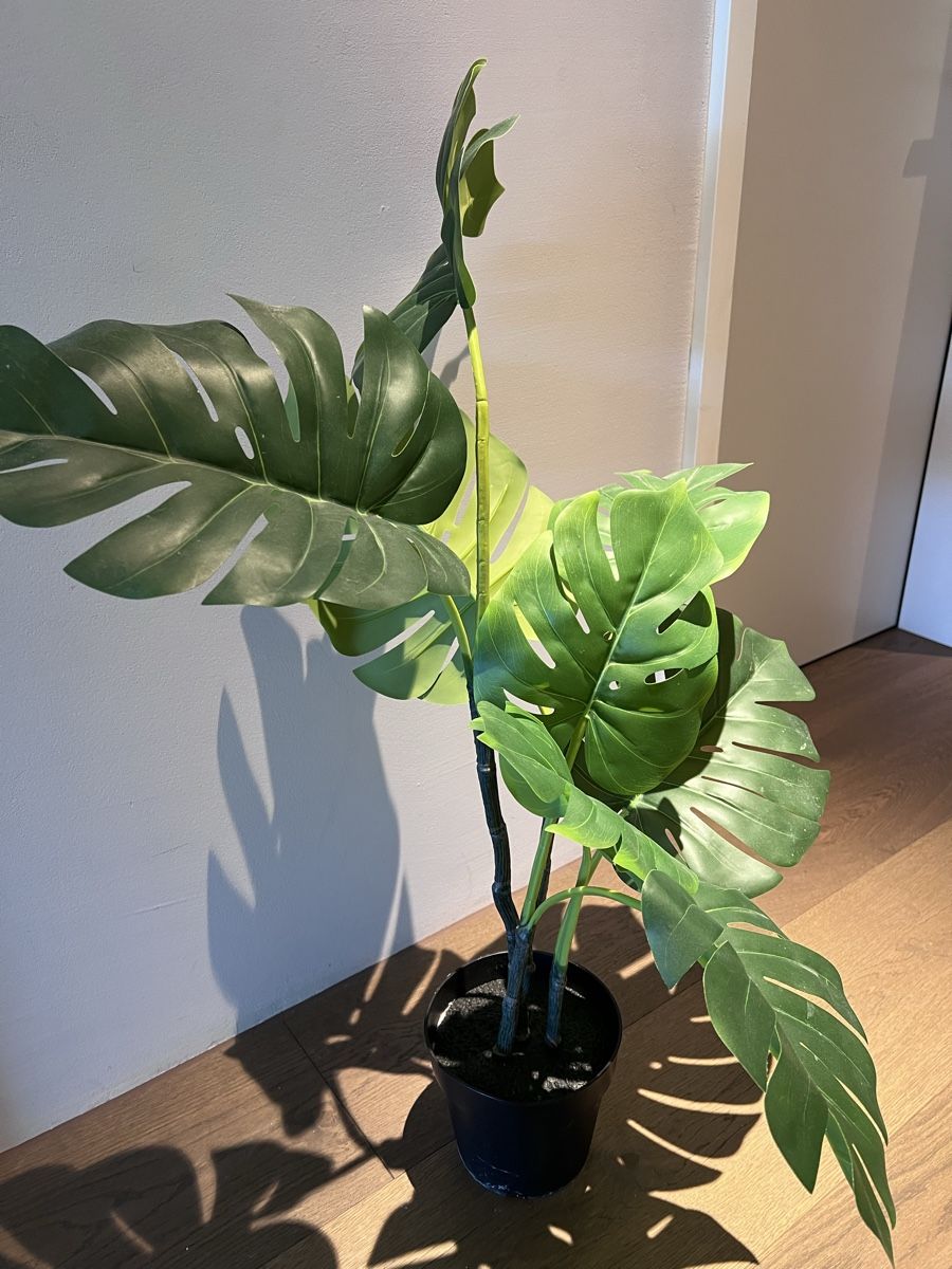 Piante & sementi: Künstliche Monstera Pflanze – Usato da Horgen venduto da laurakm 1