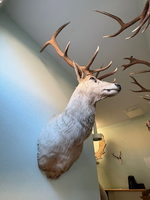 Il mondo degli animali: riesiger Hirschkopf mit Geweih präpariert, Wapitihirsch – Usato da Wettingen venduto da Bwalti 5