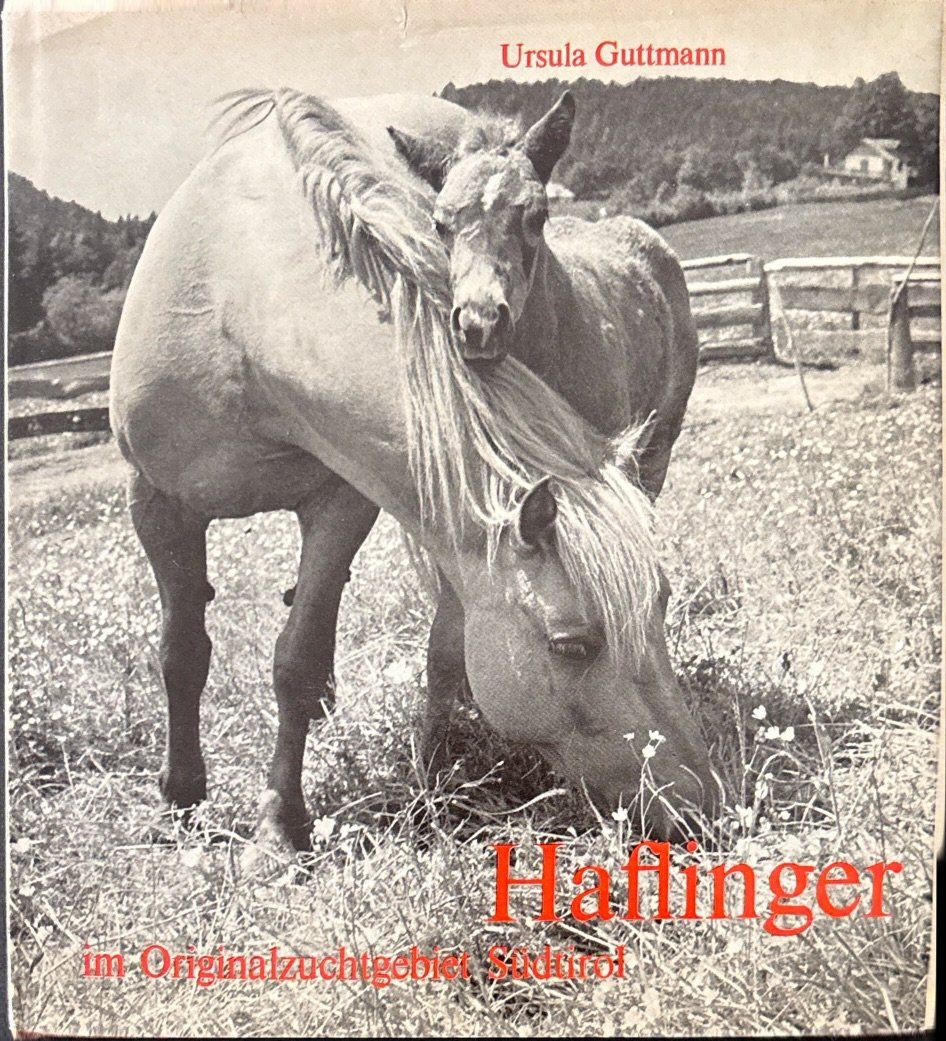 Bücher: Haflinger – Gebraucht aus Sarnen von Livres