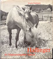 Haflinger