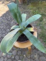 Agave 31 cm hoch
