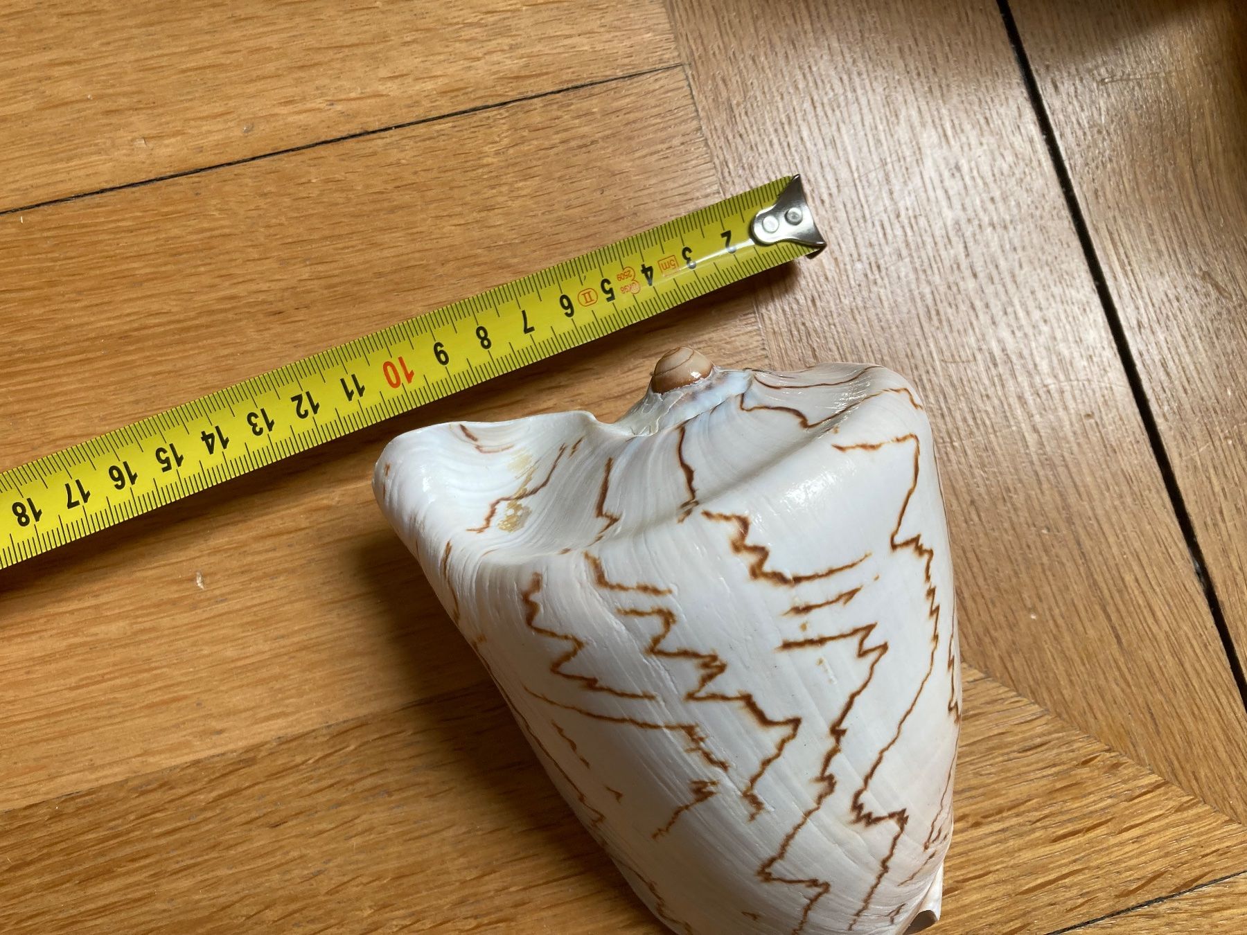 Fossilien: WUNDERBARE GROSSE MUSCHEL, 15 x 12 cm – Neu (gemäss Beschreibung) aus Zürich von dolcicaramelle2 8