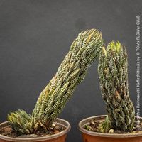 Haworthia Reinwardtii Kaffirdriftensis - was für 1Form!