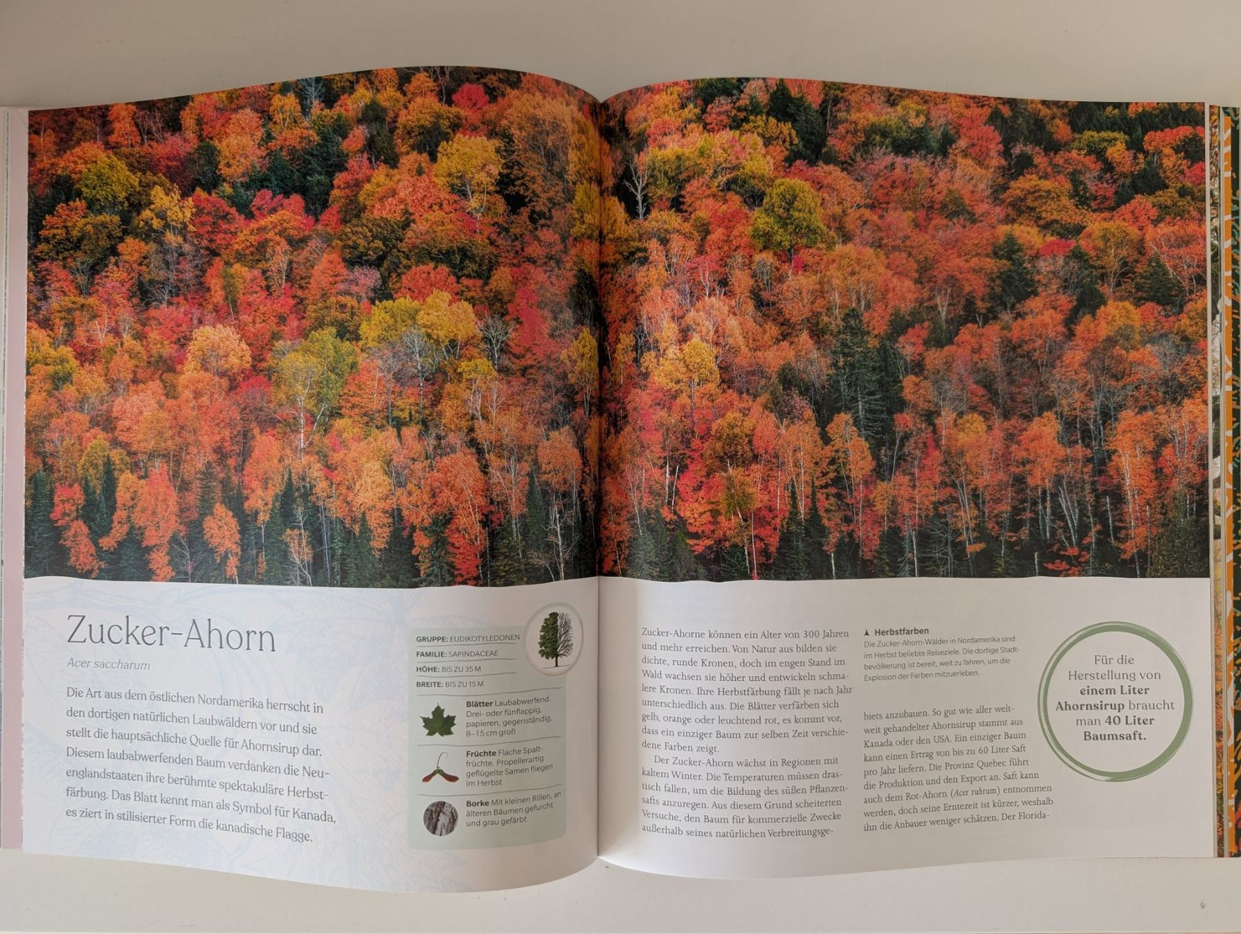 Libri: Bäume - Eine Natur- und Kulturgeschichte – Usato da Dübendorf venduto da FIREANDICE_G60 4