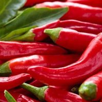 100 SAMEN CHILI ROT HOT SCHARF GRAINES SEMI‪‪‪‪‪‪‪‪