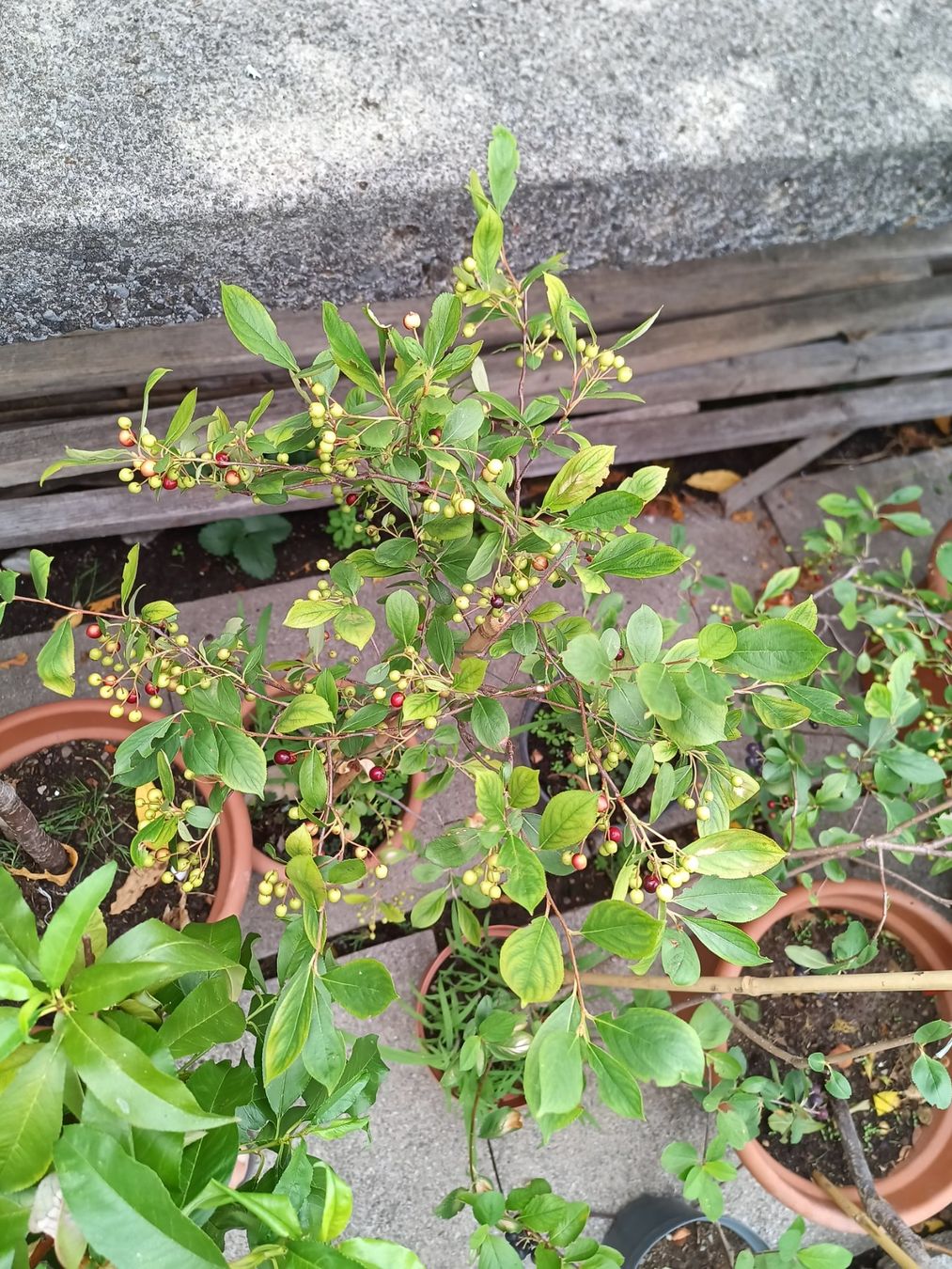 Piante & sementi: Super Frucht Aronia-Beere – Nuovo (secondo la descrizione) da Zug venduto da SirGoldFish 1