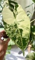 Alocasia Frydek Albo Babyplant 