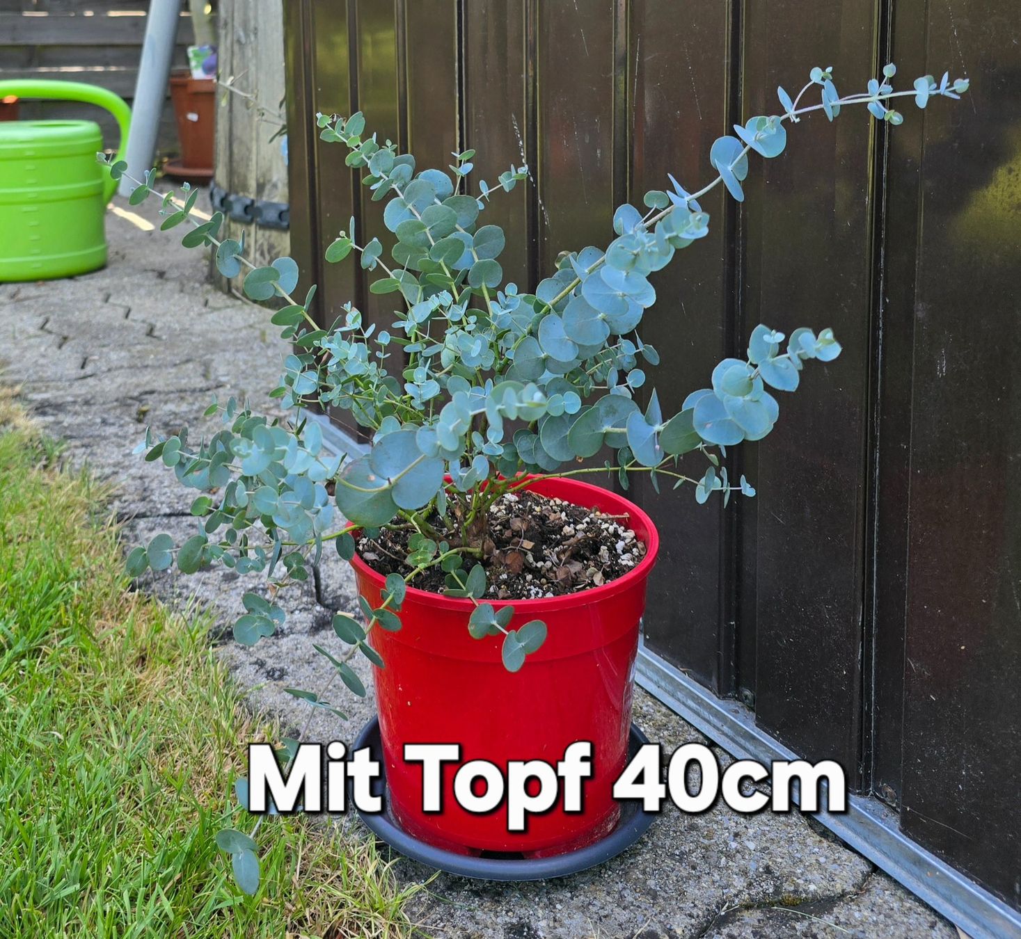 Pflanzen & Samen: kleiner Eukalyptus – Gebraucht aus Aarburg von popkorn65