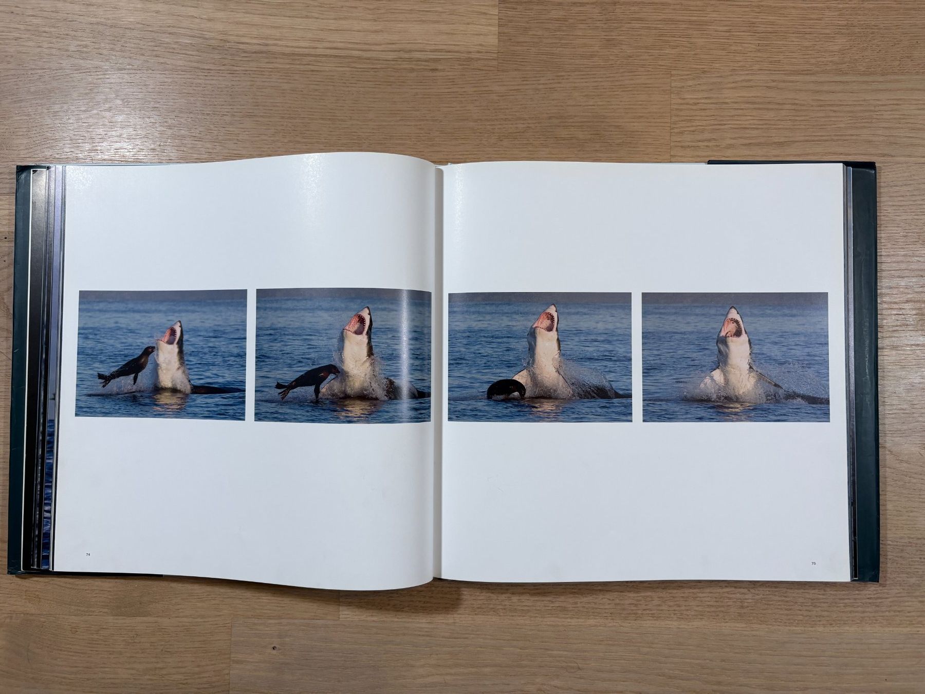 Bücher: Chris Fallows - Haie: Atemberaubende Bilder! – Gebraucht aus Elgg von Jo_Naj 2