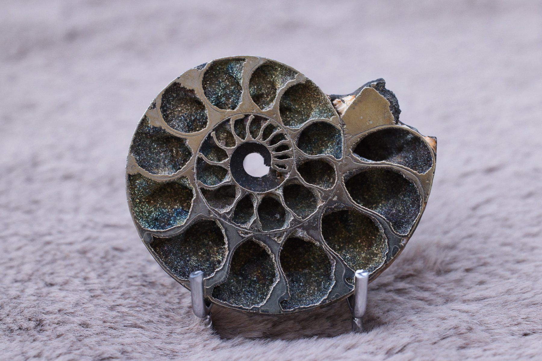 Fossili: Rainbow Pyrite Ammonite Cross-Section · Museum Grade – Usato da Zürich venduto da mau_8fvw 1