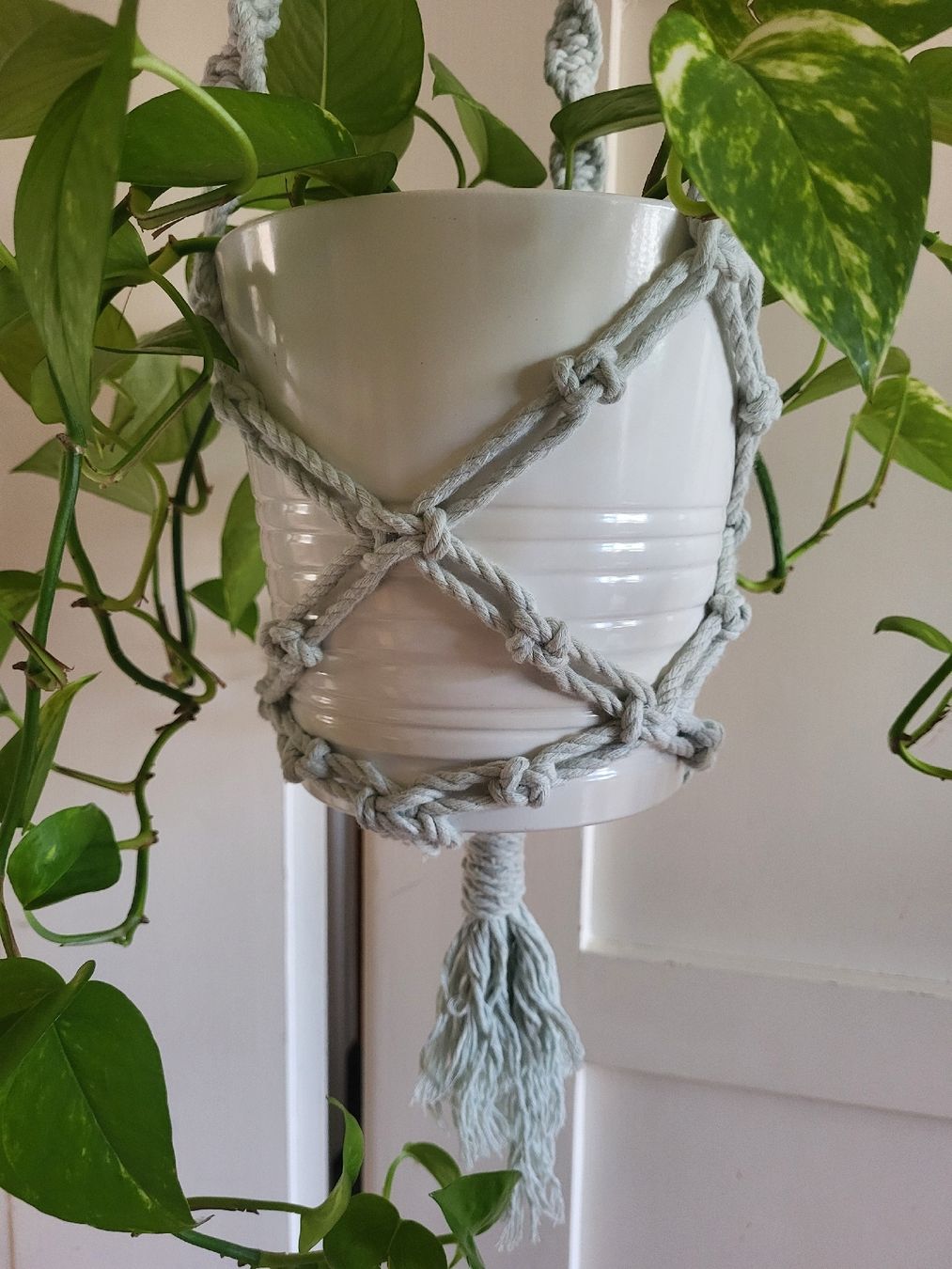 Piante & sementi: Epipremnum aureum Pflanze + Topf + makrame Blumenampel – Nuovo (secondo la descrizione) da Zürich venduto da sahaara01 2