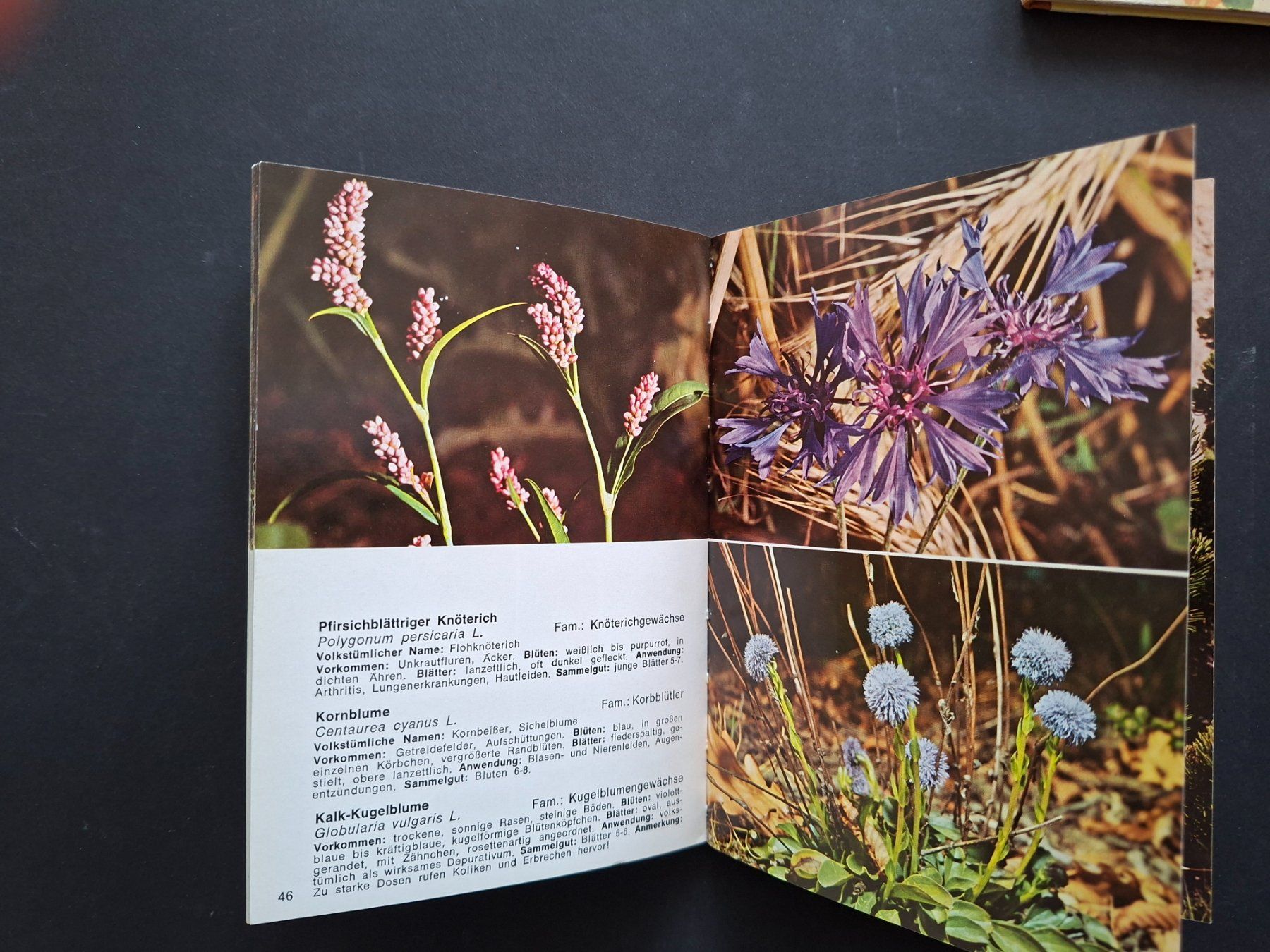 Bücher: Blumenbücher – Gebraucht aus Goldach von armando_r 4
