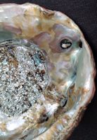 Paua Muschel Schale Seeopal Abalone 15 cm / Gewicht 568 gr.