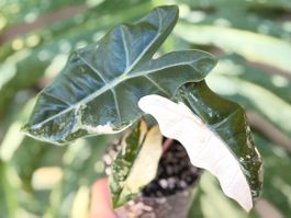 Alocasia Pseudo Sanderiana Pink