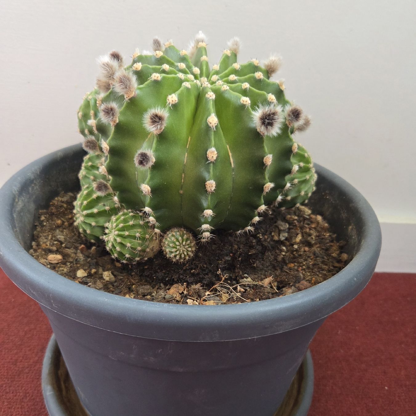 Piante & sementi: Echinopsis Eyriesii Kaktus – Usato da Konolfingen venduto da S1000RR-Karin 3
