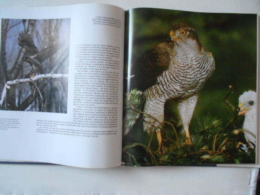 Livres: OISEAUX DE PROIE – D'occasion à Bex par Giorgiob 3