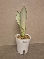 🌿Sansevieria 'Moonshine'🌿