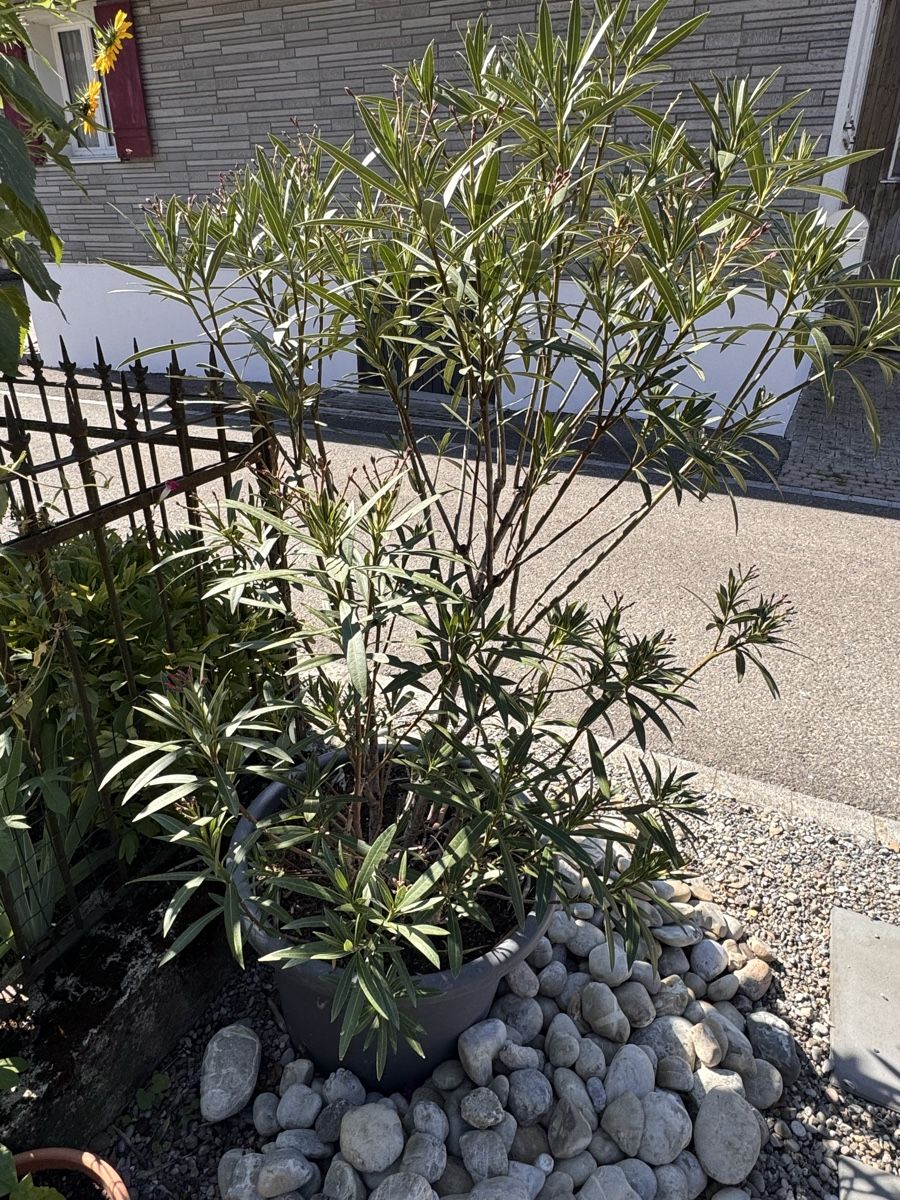 Piante & sementi: Dreifarbiger Oleander – Usato da Kümmertshausen venduto da Ghost75
