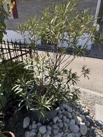 Dreifarbiger Oleander