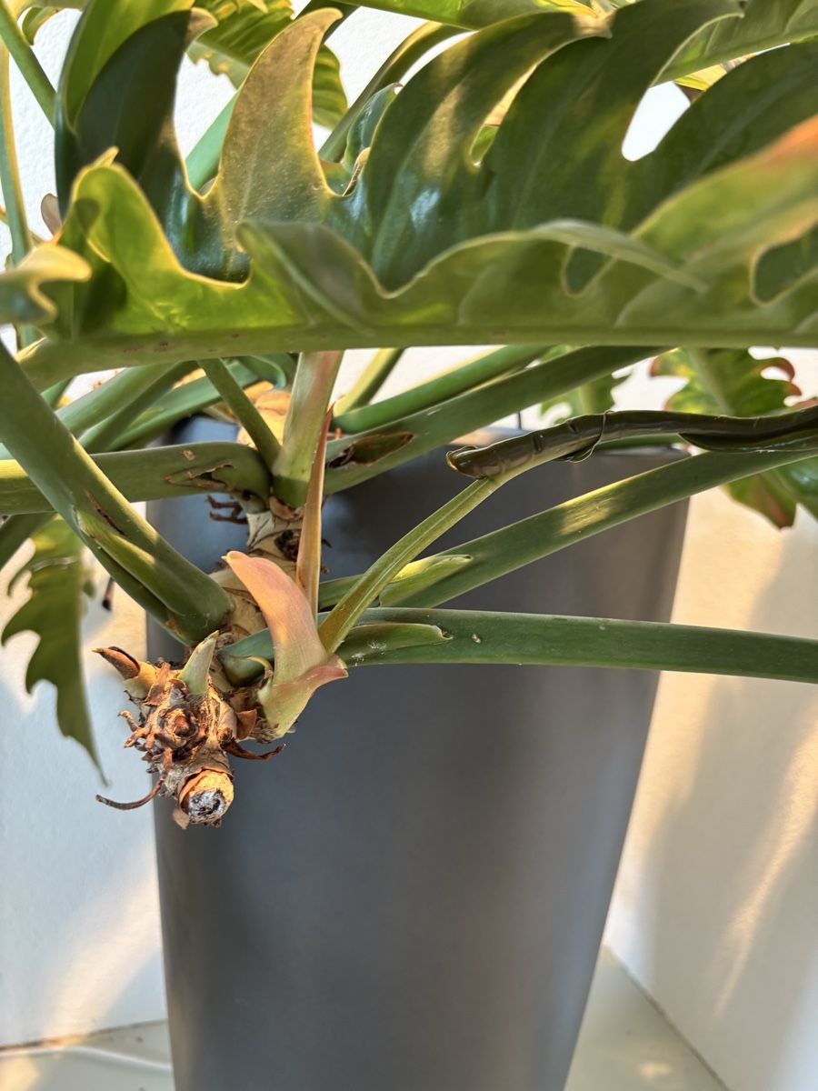 Plantes & graines: Philodendron – D'occasion à Lohn-Ammannsegg par nathaty 4