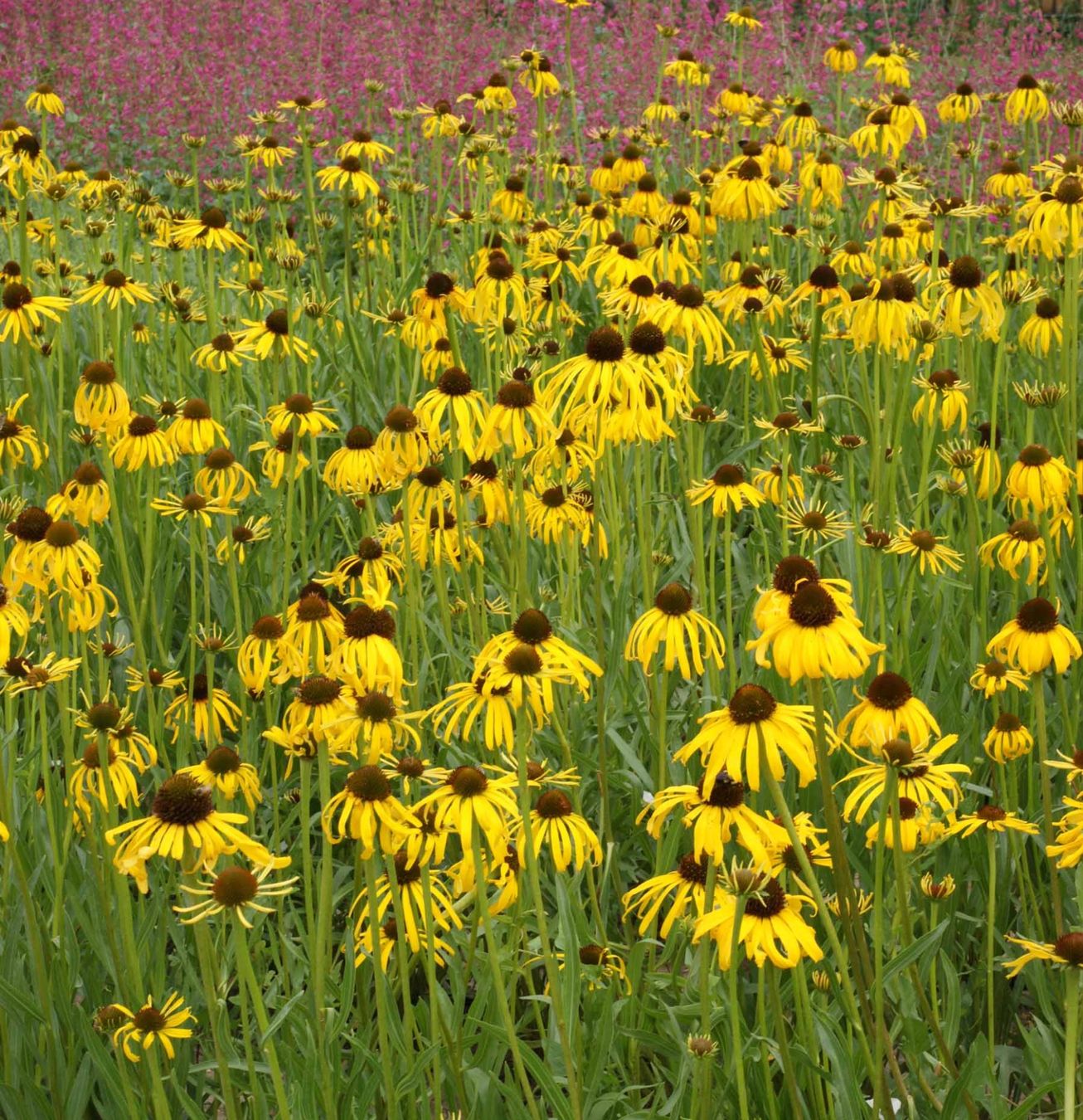 Pflanzen & Samen: 50 Samen ECHINACEA PARADOXA Ozark Echinacea – Neu (gemäss Beschreibung) aus Ehrendingen von VerveinaSamen 8